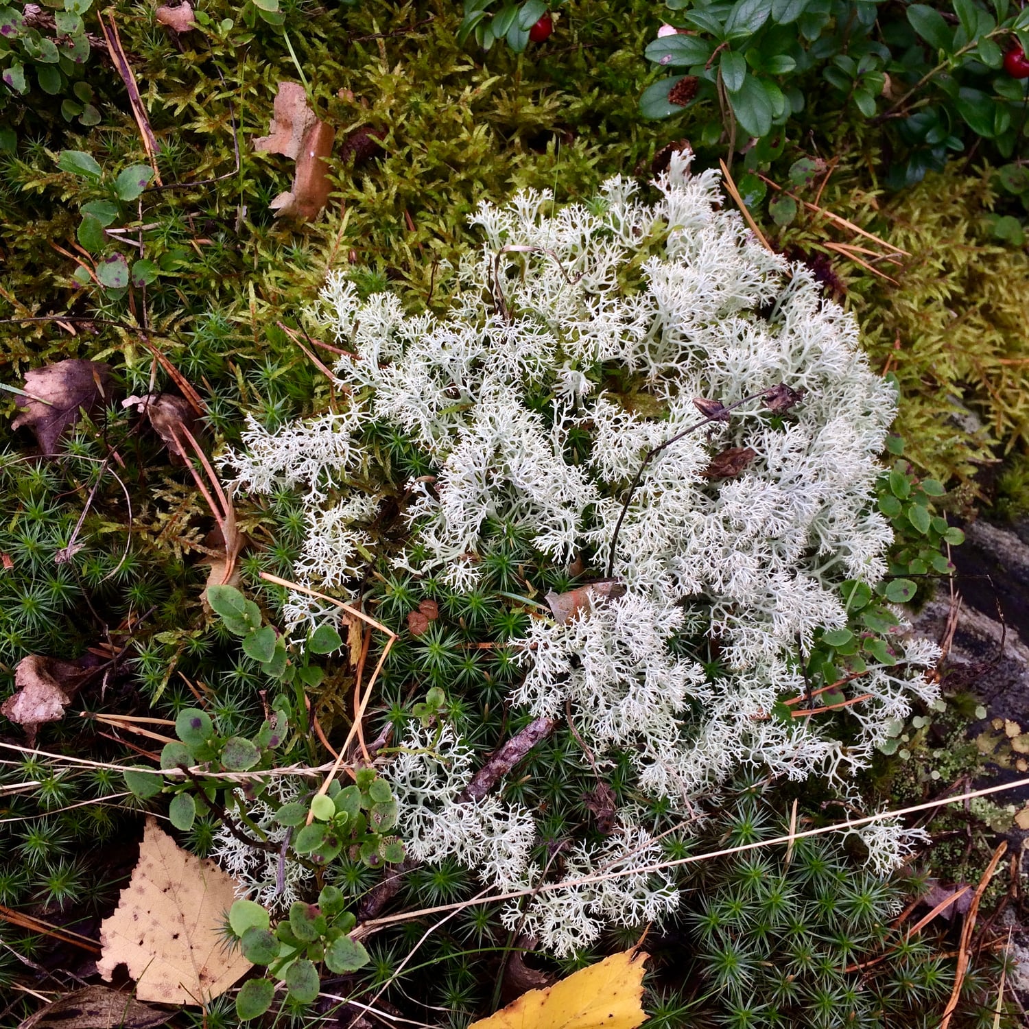 thick layer of moss